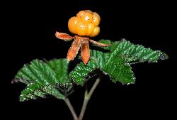 1059_4_Rosaceae_Rubus-chamaemorus_sjm0919_Aug7-16_17_12_2018_2_24_45.jpg