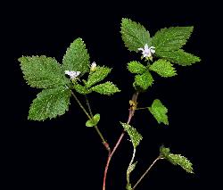 1065_3_Rosaceae_Rubus-pubescens_sjm0402_May31-16_08_01_2019_6_57_16.jpg