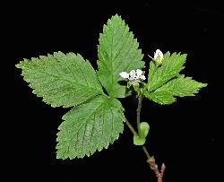 1065_8_Rosaceae_Rubus-pubescens_sjm0419_May31-15_08_01_2019_6_57_16.jpg