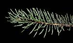 127_18_Pinaceae_Picea-glauca_sjm165_Nov11-12_17_12_2018_1_51_00.jpg