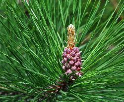 131_14_Pinaceae_Pinus-resinosa_sjm066_June7-11_17_12_2018_2_10_20.jpg