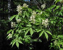 137_12_Adoxaceae_Sambucus-racemosa-pubens_sjm0505_June03-15_04_12_2018_11_07_11.jpg