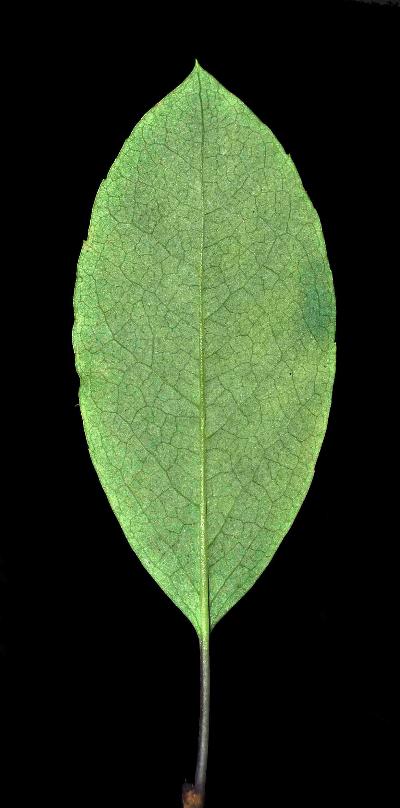 178_10_Aquifoliaceae_Ilex-mucronata_sjm0445_Sept4-16_08_01_2019_2_31_16.jpg