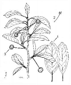 178_4_Aquifoliaceae_Ilex-mucronata_sjm-ill_08_01_2019_2_31_16.jpg