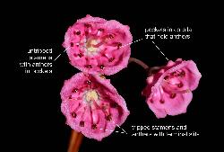 471_16_Ericaceae_Kalmia-angustifolia_sjm5912_July16-15_04_12_2018_11_39_47.jpg