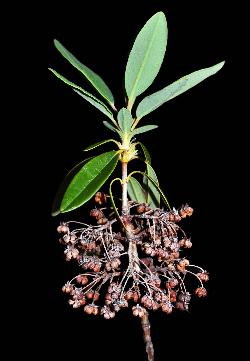471_20_Ericaceae_Kalmia-angustifolia_sjm0698_Aug12-16_04_12_2018_11_39_47.jpg