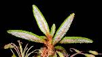 485_7_Ericaceae_Rhododendron-groenlandicum_sjm6125_July16-15_17_12_2018_1_30_32.jpg