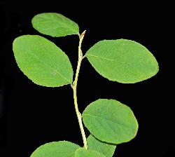 495_6_Ericaceae_Vaccinium-ovalifolium_sjm0890_July28-18_08_01_2019_4_40_33.jpg