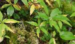 547_13_Primulaceae_Trientalis-borealis_sjm0701_Aug9-16_08_01_2019_5_08_43.jpg