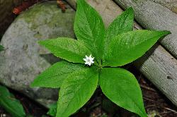 547_6_Primulaceae_Trientalis-borealis_sjm0140_June13-15_08_01_2019_5_08_43.jpg