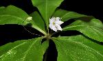 547_7_Primulaceae_Trientalis-borealis_sjm0937_June11-15_08_01_2019_5_08_43.jpg
