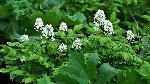 548_9_Ranunculaceae_Actaea-rubra_sjm022_May22-11_08_01_2019_5_18_36.jpg