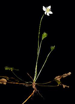 558_3_Ranunculaceae_Coptis-trifolia_sjm8752b_May24-16_17_12_2018_2_21_31.jpg