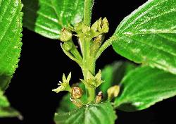 585_17_Rhamnaceae_Endotropis-alnifolia_sjm0846_June8-13_08_01_2019_5_36_18.jpg