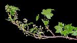 805_12_Grossulariaceae_Ribes-glandulosum_sjm0177_May22-18_08_01_2019_12_23_59.jpg