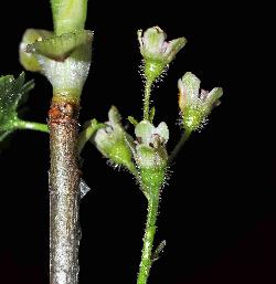 805_15_Grossulariaceae_Ribes-glandulosum_sjm0273_June2-15_08_01_2019_12_23_59.jpg