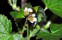 805_19_Grossulariaceae_Ribes-glandulosum_sjm0812_June2-15_08_01_2019_12_23_59.jpg