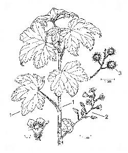 805_4_Grossulariaceae_Ribes-glandulosum_sjm-ill_08_01_2019_12_23_59.jpg