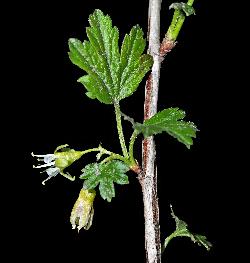806_22_Grossulariaceae_Ribes-hirtellum_sjm0765b_June2-15_08_01_2019_1_01_12.jpg