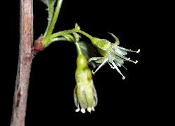 806_23_Grossulariaceae_Ribes-hirtellum_sjm0688_June2-15_08_01_2019_1_01_12.jpg