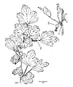 806_5_Grossulariaceae_Ribes-hirtellum_sjm-ill_08_01_2019_1_01_12.jpg