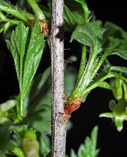 806_6_Grossulariaceae_Ribes-hirtellum_sjm0703_June2-15_08_01_2019_1_01_12.jpg