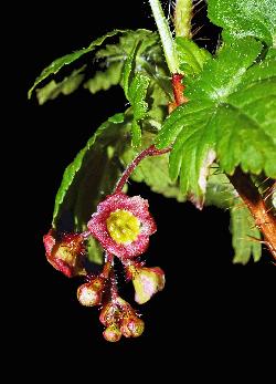 807_17_Grossulariaceae_Ribes-lacustre_sjm1673_July9-15_08_01_2019_1_19_18.jpg