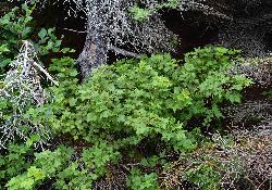 807_1_Grossulariaceae_Ribes-lacustre_sjm0739_Aug3-18_08_01_2019_1_19_18.jpg