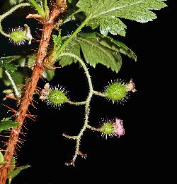 807_20_Grossulariaceae_Ribes-lacustre_sjm1310_July8-15_08_01_2019_1_19_18.jpg