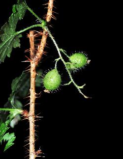 807_21_Grossulariaceae_Ribes-lacustre_sjm0183_Aug9-16_08_01_2019_1_19_18.jpg