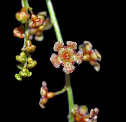 809_18_Grossulariaceae_Ribes-triste_sjm0590_May16-15_08_01_2019_2_14_29.jpg